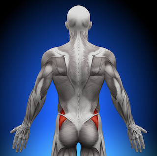 Gluteus Medius